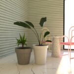 Hafif Beton Saksı Lavanta